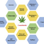 A Newbie’s Guide To Cannabinoids