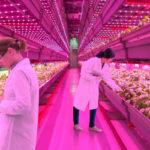 What Do Future Cannabis Cultivators Need To Know About Horticultural LED Light Recipes?