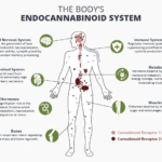 An Endocannabinoid System Deep Dive