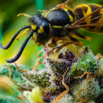 Trees for Bees: Can Cannabis Help Save the Bees?